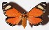  ( - 15-SRNP-26233)  @14 [ ] CreativeCommons  Attribution Non-Commercial Share-Alike (2017) Daniel H. Janzen Guanacaste Dry Forest Conservation Fund
