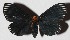  ( - 15-SRNP-26237)  @14 [ ] CreativeCommons  Attribution Non-Commercial Share-Alike (2017) Daniel H. Janzen Guanacaste Dry Forest Conservation Fund