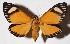  ( - 15-SRNP-26242)  @14 [ ] CreativeCommons  Attribution Non-Commercial Share-Alike (2017) Daniel H. Janzen Guanacaste Dry Forest Conservation Fund
