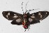 ( - 15-SRNP-26413)  @12 [ ] CreativeCommons  Attribution Non-Commercial Share-Alike (2017) Daniel H. Janzen Guanacaste Dry Forest Conservation Fund