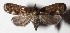  ( - 15-SRNP-31000)  @13 [ ] CreativeCommons  Attribution Non-Commercial Share-Alike (2017) Daniel H. Janzen Guanacaste Dry Forest Conservation Fund