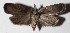  ( - 15-SRNP-31000)  @13 [ ] CreativeCommons  Attribution Non-Commercial Share-Alike (2017) Daniel H. Janzen Guanacaste Dry Forest Conservation Fund