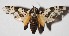  ( - 15-SRNP-31173)  @14 [ ] CreativeCommons  Attribution Non-Commercial Share-Alike (2017) Daniel H. Janzen Guanacaste Dry Forest Conservation Fund