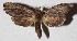  ( - 15-SRNP-31364)  @14 [ ] CreativeCommons  Attribution Non-Commercial Share-Alike (2017) Daniel H. Janzen Guanacaste Dry Forest Conservation Fund
