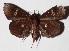  ( - 15-SRNP-32388)  @14 [ ] CreativeCommons  Attribution Non-Commercial Share-Alike (2017) Daniel H. Janzen Guanacaste Dry Forest Conservation Fund
