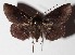  ( - 15-SRNP-32389)  @14 [ ] CreativeCommons  Attribution Non-Commercial Share-Alike (2017) Daniel H. Janzen Guanacaste Dry Forest Conservation Fund