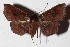  ( - 15-SRNP-32392)  @14 [ ] CreativeCommons  Attribution Non-Commercial Share-Alike (2017) Daniel H. Janzen Guanacaste Dry Forest Conservation Fund