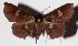  ( - 15-SRNP-32414)  @14 [ ] CreativeCommons  Attribution Non-Commercial Share-Alike (2017) Daniel H. Janzen Guanacaste Dry Forest Conservation Fund