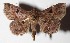  ( - 15-SRNP-40871)  @14 [ ] CreativeCommons  Attribution Non-Commercial Share-Alike (2017) Daniel H. Janzen Guanacaste Dry Forest Conservation Fund