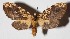  ( - 15-SRNP-41625)  @14 [ ] CreativeCommons  Attribution Non-Commercial Share-Alike (2017) Daniel H. Janzen Guanacaste Dry Forest Conservation Fund
