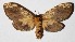 ( - 15-SRNP-41625)  @14 [ ] CreativeCommons  Attribution Non-Commercial Share-Alike (2017) Daniel H. Janzen Guanacaste Dry Forest Conservation Fund
