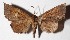  ( - 15-SRNP-45591)  @13 [ ] CreativeCommons  Attribution Non-Commercial Share-Alike (2017) Daniel H. Janzen Guanacaste Dry Forest Conservation Fund