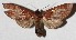  ( - 15-SRNP-45753)  @13 [ ] CreativeCommons  Attribution Non-Commercial Share-Alike (2017) Daniel H. Janzen Guanacaste Dry Forest Conservation Fund