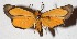 ( - 15-SRNP-46440)  @14 [ ] CreativeCommons  Attribution Non-Commercial Share-Alike (2017) Daniel H. Janzen Guanacaste Dry Forest Conservation Fund