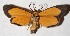  ( - 15-SRNP-46440)  @11 [ ] CreativeCommons  Attribution Non-Commercial Share-Alike (2017) Daniel H. Janzen Guanacaste Dry Forest Conservation Fund