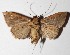  (Deinopa ostiaDHJ04 - 15-SRNP-46545)  @14 [ ] CreativeCommons  Attribution Non-Commercial Share-Alike (2017) Daniel H. Janzen Guanacaste Dry Forest Conservation Fund