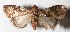  ( - 15-SRNP-55500)  @14 [ ] CreativeCommons  Attribution Non-Commercial Share-Alike (2017) Daniel H. Janzen Guanacaste Dry Forest Conservation Fund