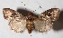  ( - 15-SRNP-55511)  @14 [ ] CreativeCommons  Attribution Non-Commercial Share-Alike (2017) Daniel H. Janzen Guanacaste Dry Forest Conservation Fund