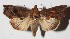  ( - 15-SRNP-55921)  @13 [ ] CreativeCommons  Attribution Non-Commercial Share-Alike (2017) Daniel H. Janzen Guanacaste Dry Forest Conservation Fund