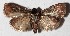  ( - 15-SRNP-56062)  @13 [ ] CreativeCommons  Attribution Non-Commercial Share-Alike (2017) Daniel H. Janzen Guanacaste Dry Forest Conservation Fund