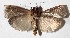  ( - 15-SRNP-56203)  @13 [ ] CreativeCommons  Attribution Non-Commercial Share-Alike (2017) Daniel H. Janzen Guanacaste Dry Forest Conservation Fund