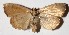  ( - 15-SRNP-57945)  @14 [ ] CreativeCommons  Attribution Non-Commercial Share-Alike (2017) Daniel H. Janzen Guanacaste Dry Forest Conservation Fund