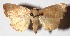 ( - 15-SRNP-57948)  @14 [ ] CreativeCommons  Attribution Non-Commercial Share-Alike (2017) Daniel H. Janzen Guanacaste Dry Forest Conservation Fund