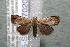  ( - 15-SRNP-70203)  @13 [ ] CreativeCommons  Attribution Non-Commercial Share-Alike (2017) Daniel H. Janzen Guanacaste Dry Forest Conservation Fund