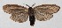  ( - 15-SRNP-71313)  @14 [ ] CreativeCommons  Attribution Non-Commercial Share-Alike (2017) Daniel H. Janzen Guanacaste Dry Forest Conservation Fund
