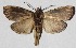  ( - 15-SRNP-71518)  @13 [ ] CreativeCommons  Attribution Non-Commercial Share-Alike (2017) Daniel H. Janzen Guanacaste Dry Forest Conservation Fund