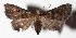  (Nicetas Poole04 - 15-SRNP-72156)  @14 [ ] CreativeCommons  Attribution Non-Commercial Share-Alike (2017) Daniel H. Janzen Guanacaste Dry Forest Conservation Fund