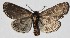  ( - 15-SRNP-72490)  @14 [ ] CreativeCommons  Attribution Non-Commercial Share-Alike (2017) Daniel H. Janzen Guanacaste Dry Forest Conservation Fund