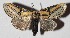  ( - 15-SRNP-72491)  @14 [ ] CreativeCommons  Attribution Non-Commercial Share-Alike (2017) Daniel H. Janzen Guanacaste Dry Forest Conservation Fund