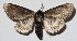  ( - 15-SRNP-72491)  @14 [ ] CreativeCommons  Attribution Non-Commercial Share-Alike (2017) Daniel H. Janzen Guanacaste Dry Forest Conservation Fund
