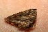  ( - 15-SRNP-80137)  @12 [ ] CreativeCommons  Attribution Non-Commercial Share-Alike (2017) Daniel H. Janzen Guanacaste Dry Forest Conservation Fund