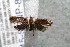  ( - 15-SRNP-81)  @13 [ ] CreativeCommons  Attribution Non-Commercial Share-Alike (2017) Daniel H. Janzen Guanacaste Dry Forest Conservation Fund