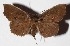  ( - 15-SRNP-997)  @14 [ ] CreativeCommons  Attribution Non-Commercial Share-Alike (2017) Daniel H. Janzen Guanacaste Dry Forest Conservation Fund