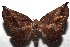  ( - 16-SRNP-100374)  @14 [ ] CreativeCommons  Attribution Non-Commercial Share-Alike (2017) Daniel H. Janzen Guanacaste Dry Forest Conservation Fund