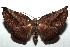  ( - 16-SRNP-100375)  @14 [ ] CreativeCommons  Attribution Non-Commercial Share-Alike (2017) Daniel H. Janzen Guanacaste Dry Forest Conservation Fund