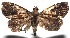  ( - 16-SRNP-100379)  @13 [ ] CreativeCommons  Attribution Non-Commercial Share-Alike (2017) Daniel H. Janzen Guanacaste Dry Forest Conservation Fund