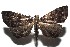  ( - 16-SRNP-100389)  @13 [ ] CreativeCommons  Attribution Non-Commercial Share-Alike (2017) Daniel H. Janzen Guanacaste Dry Forest Conservation Fund