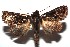  ( - 16-SRNP-100406)  @13 [ ] CreativeCommons  Attribution Non-Commercial Share-Alike (2017) Daniel H. Janzen Guanacaste Dry Forest Conservation Fund