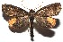  ( - 16-SRNP-100414)  @11 [ ] CreativeCommons  Attribution Non-Commercial Share-Alike (2017) Daniel H. Janzen Guanacaste Dry Forest Conservation Fund