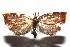  ( - 16-SRNP-100427)  @13 [ ] CreativeCommons  Attribution Non-Commercial Share-Alike (2017) Daniel H. Janzen Guanacaste Dry Forest Conservation Fund