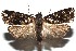  (Orthocomotis BioLep95 - 16-SRNP-100434)  @15 [ ] CreativeCommons  Attribution Non-Commercial Share-Alike (2017) Daniel H. Janzen Guanacaste Dry Forest Conservation Fund