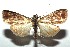  ( - 16-SRNP-100454)  @13 [ ] CreativeCommons  Attribution Non-Commercial Share-Alike (2017) Daniel H. Janzen Guanacaste Dry Forest Conservation Fund