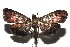  ( - 16-SRNP-100455)  @13 [ ] CreativeCommons  Attribution Non-Commercial Share-Alike (2017) Daniel H. Janzen Guanacaste Dry Forest Conservation Fund