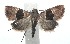  ( - 16-SRNP-100478)  @14 [ ] CreativeCommons  Attribution Non-Commercial Share-Alike (2017) Daniel H. Janzen Guanacaste Dry Forest Conservation Fund