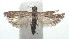  ( - 16-SRNP-100497)  @13 [ ] CreativeCommons  Attribution Non-Commercial Share-Alike (2017) Daniel H. Janzen Guanacaste Dry Forest Conservation Fund
