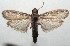  ( - 16-SRNP-100555)  @13 [ ] CreativeCommons  Attribution Non-Commercial Share-Alike (2017) Daniel H. Janzen Guanacaste Dry Forest Conservation Fund